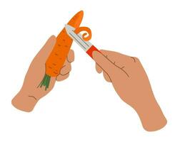 Hands peel the carrots with vegetable peeler. Home cooking food process. Colorful flat vector illustration.