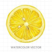 Lemon slices painted in watercolor on a white background vector