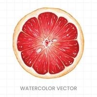 Lemon slices painted in watercolor on a white background vector