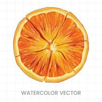 Lemon slices painted in watercolor on a white background vector