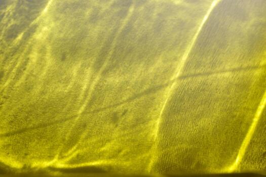 Photophone with Glare of light with Space for text. Blur effect from sun rays. Abstract background for Poster, Banner, Card, Flyer with Copy space. photo