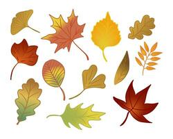 Set of flat hand drawn autumn leaves. Isolated vector colored elements on white background. Ginkgo, maple, ashberry, oak tree leaves. Ideal for stickers, tatoo, pattern, background, wrapping