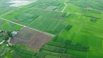 les terres agricoles et des champs dans Yunnan, Chine. video