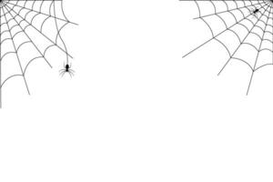 Spider and cobweb background. The scary of the halloween vector