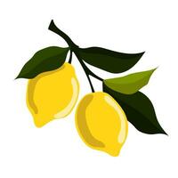 Branch with two ripe yellow lemons vector