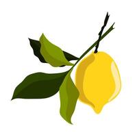 One yellow ripe lemon with a branch of leaves vector