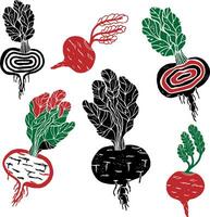 a set of beetroots with different colors and shapes vector