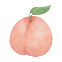 Peach fruit Illustration png