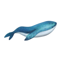 Blue, turquoise whale with texture. Watercolor illustration hand drawn in childish simple style. Isolated object png