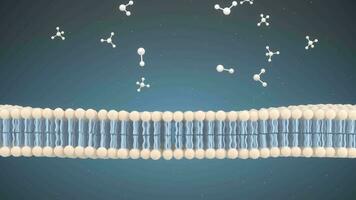 Cell Membrane and Molecules, 3d rendering. video