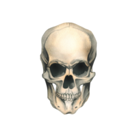 Human skull full face realistic evil, terrible, spooky. Hand drawn watercolor illustration for day of the dead, halloween, Dia de los muertos. Isolated object png