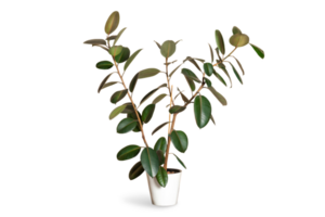 Ficus rubbery elastic on a white or invisible background in a white pot PNG