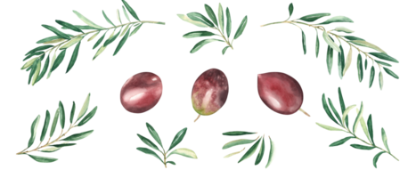 Olive branches and red olives set. Watercolor hand drawn botanical illustration. Can be used for menu, logos and product, food packaging design png