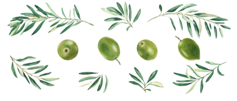 Olive Geäst und Grün Oliven Satz. Aquarell Hand gezeichnet botanisch Illustration. können Sein benutzt zum Speisekarte, Logos und Produkt, Essen Verpackung Design png