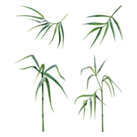 Bamboo watercolor illustrations set with stems, branches and leaves. Tropical Chinese nature hand drawn realistic clipart png