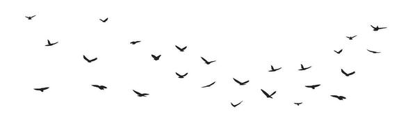 Silhouette of birds is flying in sky isolated on white background. Vector illustration.