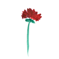 Red watercolor carnation flower on a white background. Glade with flower. png