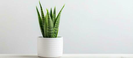 utilizar blanco maceta para interior o al aire libre decorativo plantas con sansevieria cilíndrica Opuntia cilíndrica cristata foto