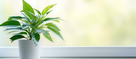 A green indoor plant grows on a plastic windowsill photo