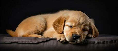 A young golden retriever puppy two weeks old alone in a picture photo