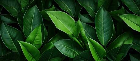 Contemporary wallpaper for interior design with green leaves and desert inspired background and texture photo