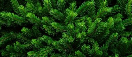 Texture of Christmas tree branches on a natural background photo