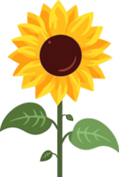 mano disegnato girasole decorazione decorativo elemento, ai generato png