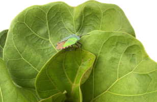 de grön stank insekt eller grön soldat insekt är en stank insekt av de familj pentatomidae, med grön blad bakgrund png