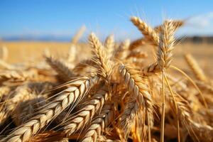 ears of wheat on blue sky photo