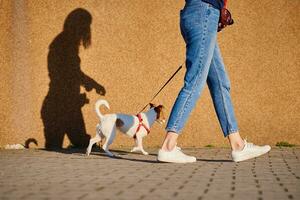 perro camina a verano ciudad calle foto