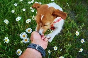 Cute dog portrait on summer meadow with green grass photo