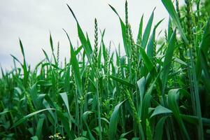 Green field with wheat ear photo