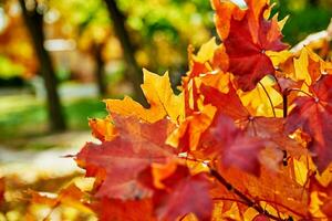 Colorful autumn leaves background photo