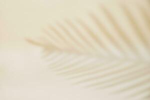 Shadow of palm leaf on pastel background photo