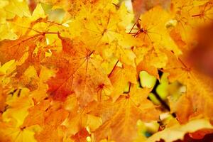 Colorful autumn leaves background photo