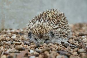 European hedgehog portrait photo