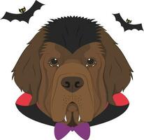 Halloween greeting card. Newfoundland dog dressed as a vampire with fangs and cape, and a pair of bats flying around vector