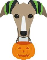 Halloween greeting card. Greyhound dog dressed as a witch with a pumpkin in the mouth vector