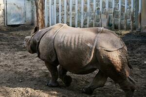 Indian rhinoceros in Zoo photo