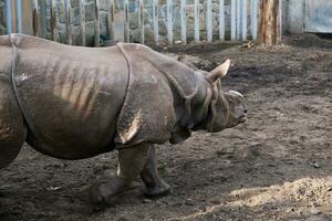 Indian rhinoceros in Zoo photo