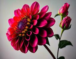 un imagen de vibrante dalia flor en lleno floración, con luz de sol transmisión dentro sus pétalos foto