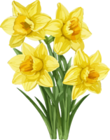 A Daffodil Flower Clip Art Decoration AI Generative png