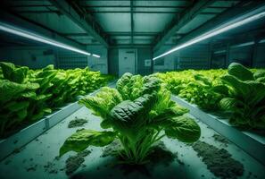 Green lettuce grows in greenhouse, industrial large production plant for growing plants for sale. Generative AI photo