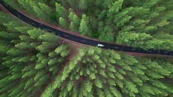 aérien vue de une voiture conduite sur une pays route dans une forêt dans le soir à crépuscule. cinématique drone coup en volant plus de gravier route dans pin arbre forêt video