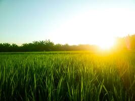 arroz plantas en el arroz campos con un hermosa puesta de sol en el tarde foto