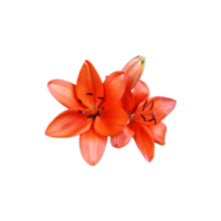 Lily bright orange flower head isolated cutout object side view, houseplant in pot floral bouquet, clipping path soft focus png