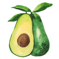 avocado watercolor fruit png
