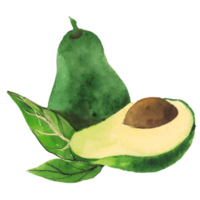 abacate aguarela fruta png