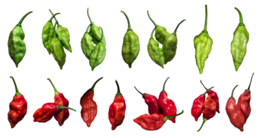 Red and green fresh chili peppers isolated on a white or transparent background, Set of red and green chili peppers of different shapes for your design png