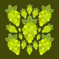 Green fruit grapes vector illustration for graphic design and decorative element